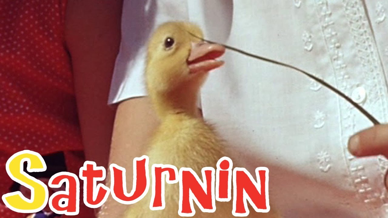 Saturnin - L'arbre à bulle