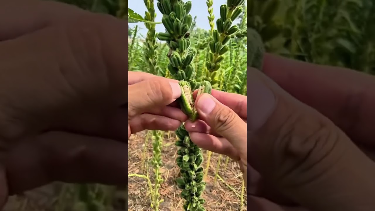 Where do sesame seeds come from? 🌿 🥜