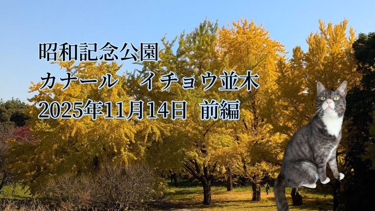 昭和記念公園　カナール　イチョウ並木　2025年11月14日