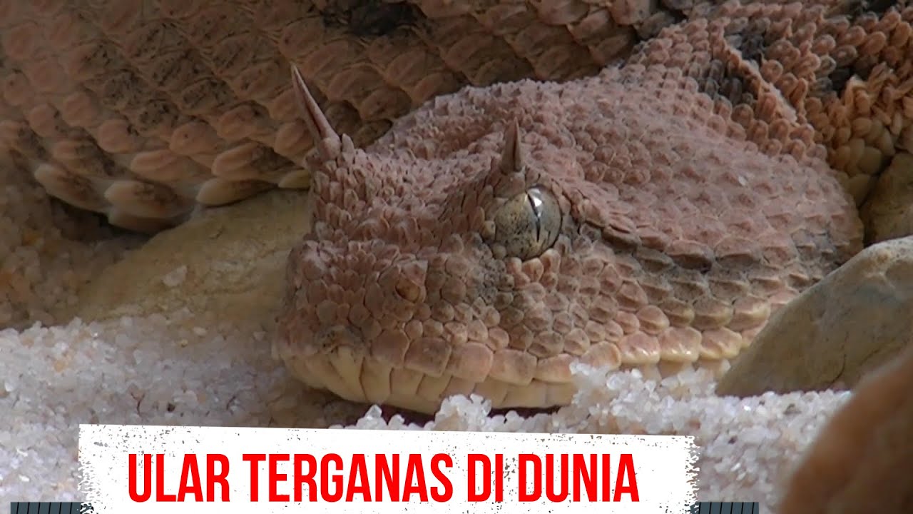 HATI HATI KALAU BERTEMU ULAR INI! 10 ULAR PALING BERBISA DAN MEMATIKAN DI DUNIA