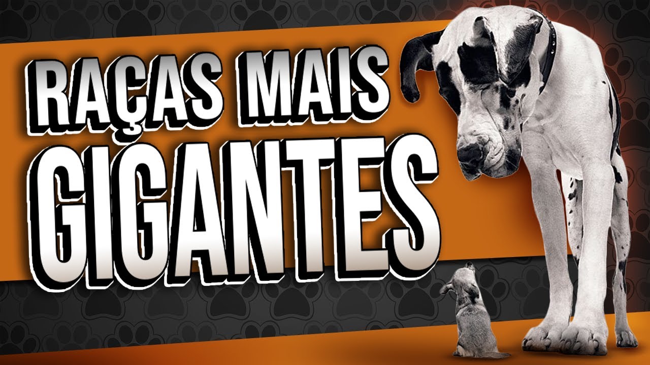 Os MAIORES cachorros do MUNDO - Top 10