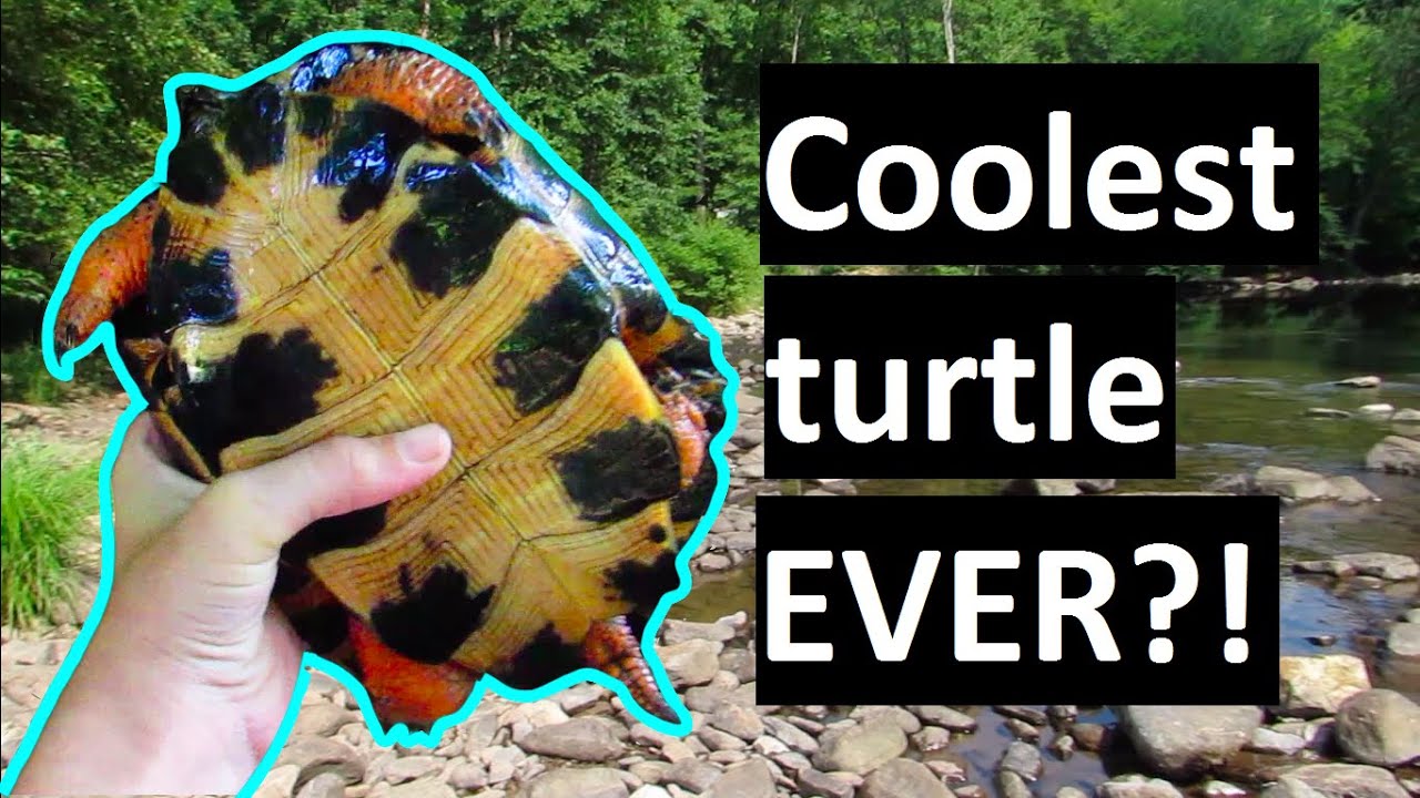 Learn about the Wood Turtle!