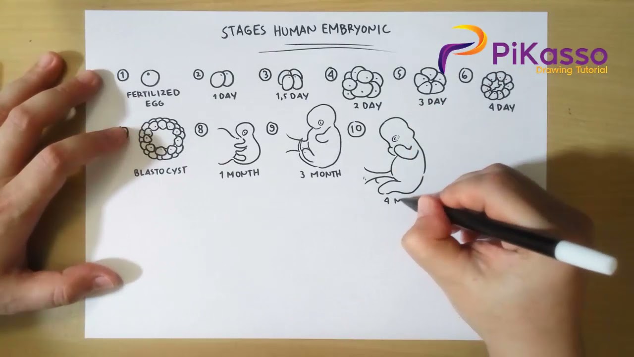 How to Draw Stages Human Embryonic Development