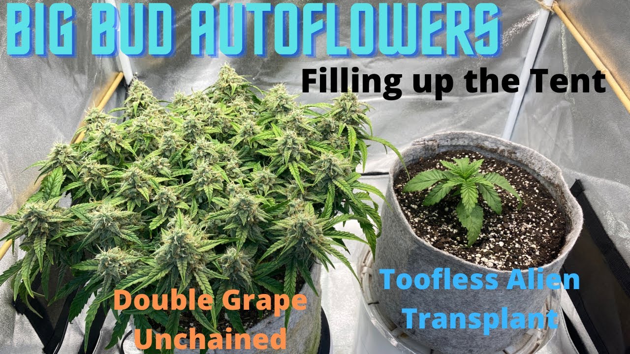 Growing Big Bud Autoflowers, Double Grape Flowering and Unchained, Toofless Alien Transplant, DYI