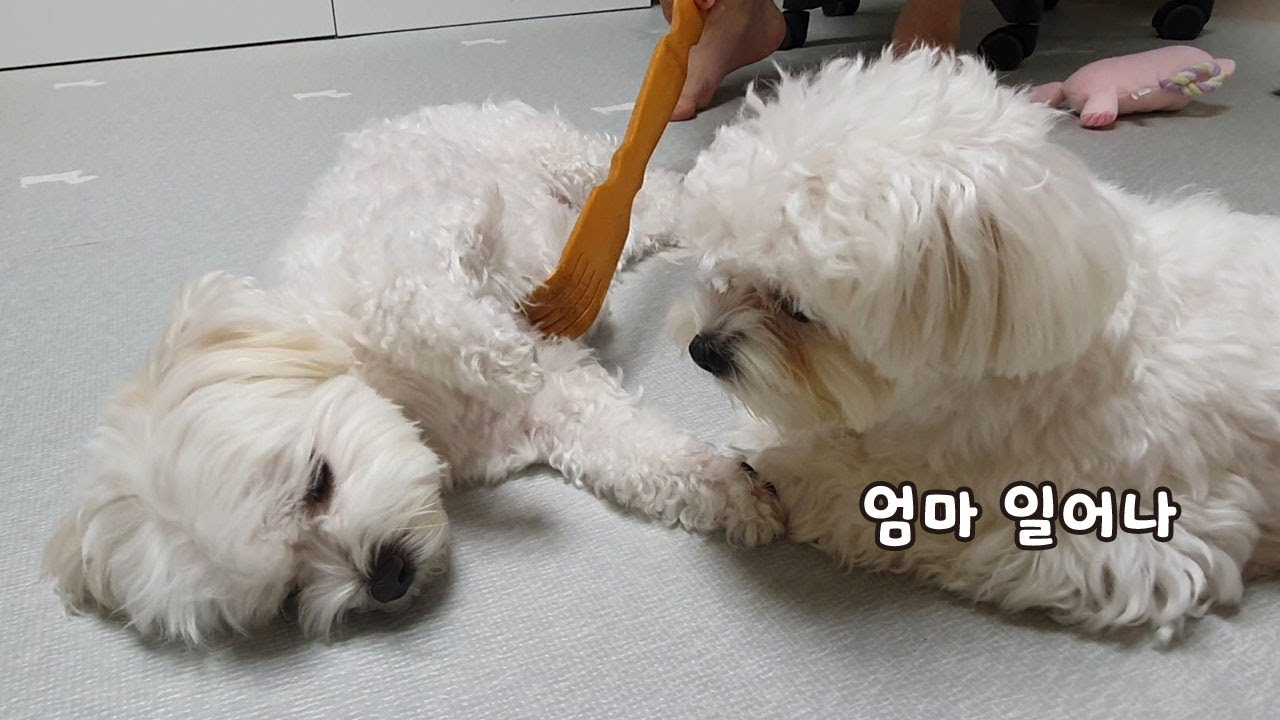 우리 엄마 좀 깨워주세요