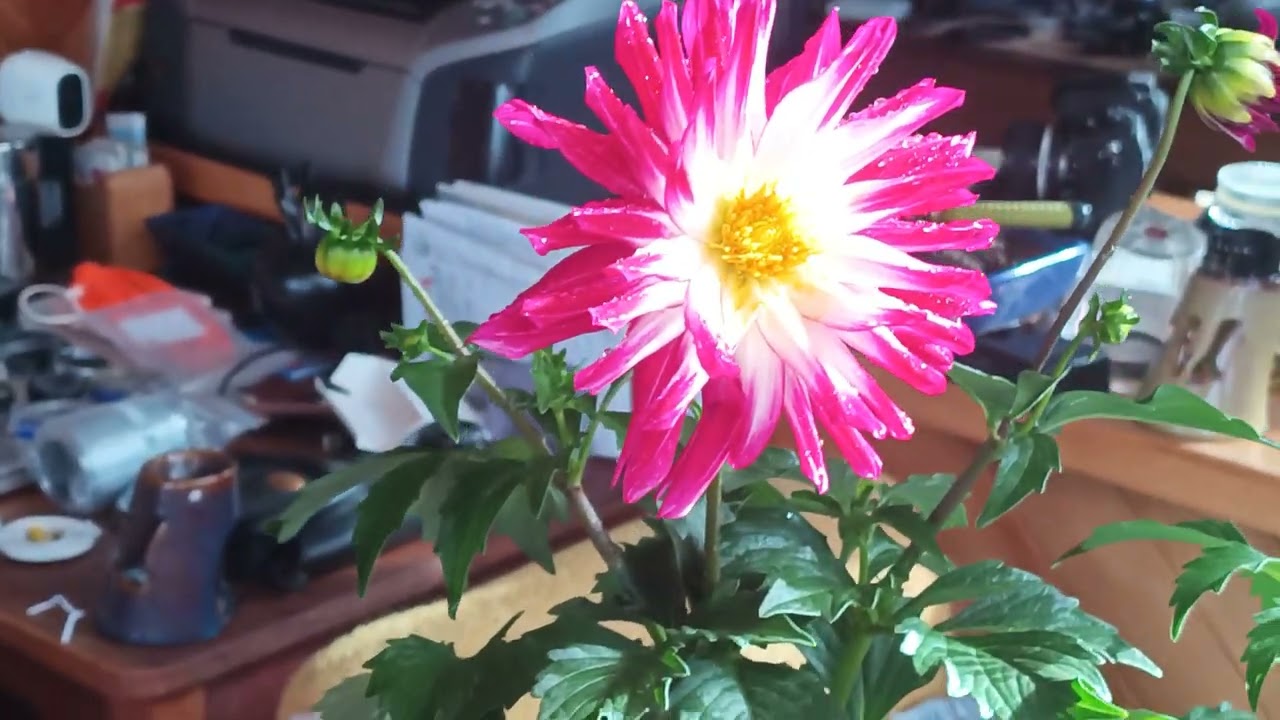 #dahlia‎⁨