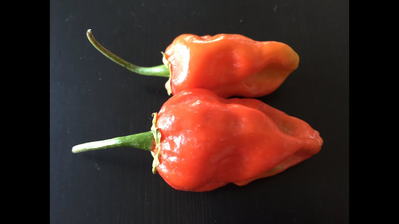 What's That Pepper  Ep01 - 7 Pot Bubblegum Large