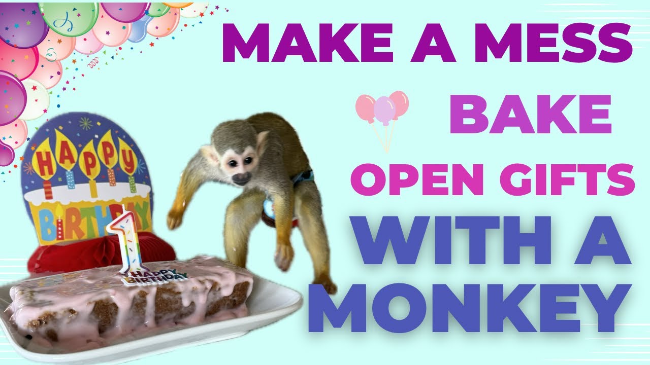 Chaotic Birthday Party With My Two Pet Monkeys (They Think They’re Humans)
