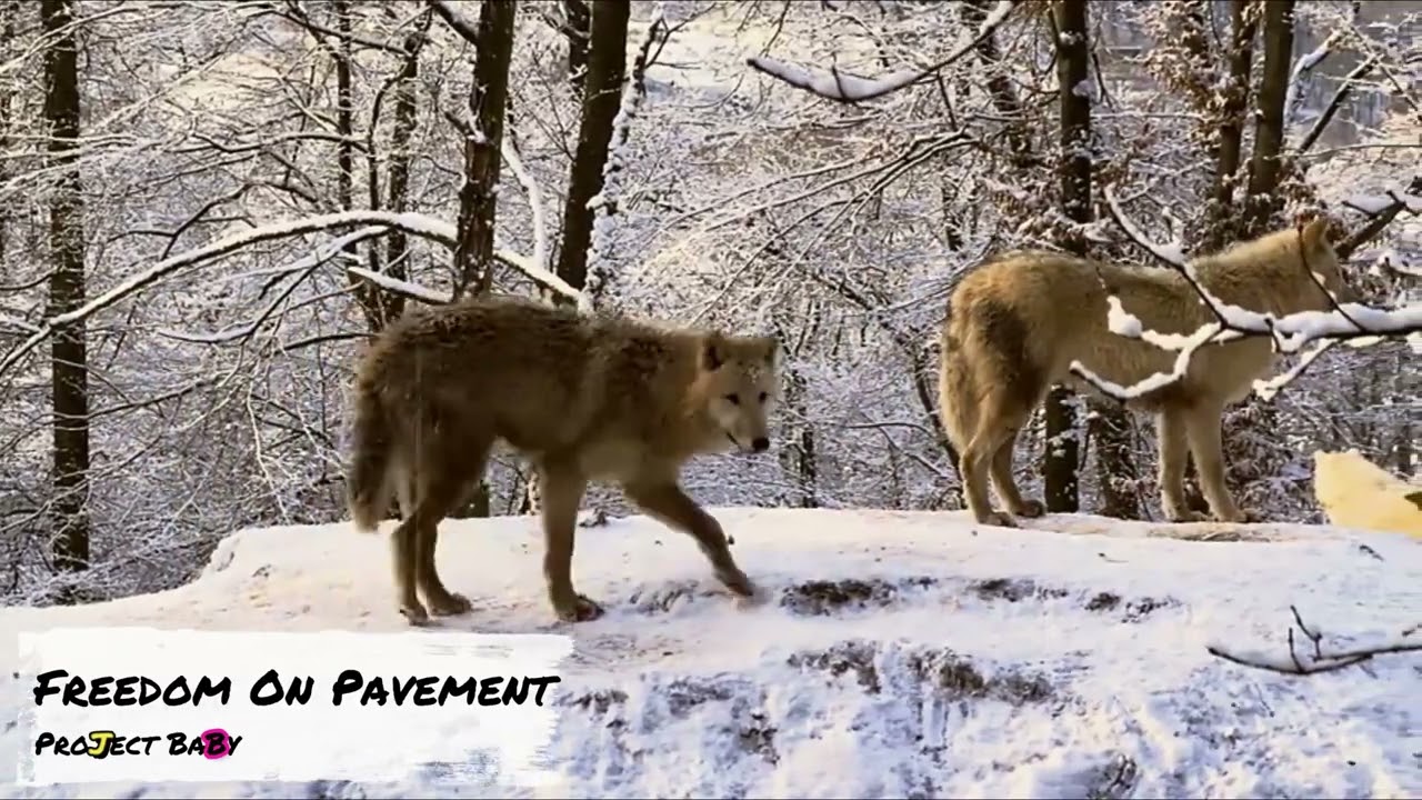 Freedom On Pavement - ProJect BaBy (Visual Music Video)