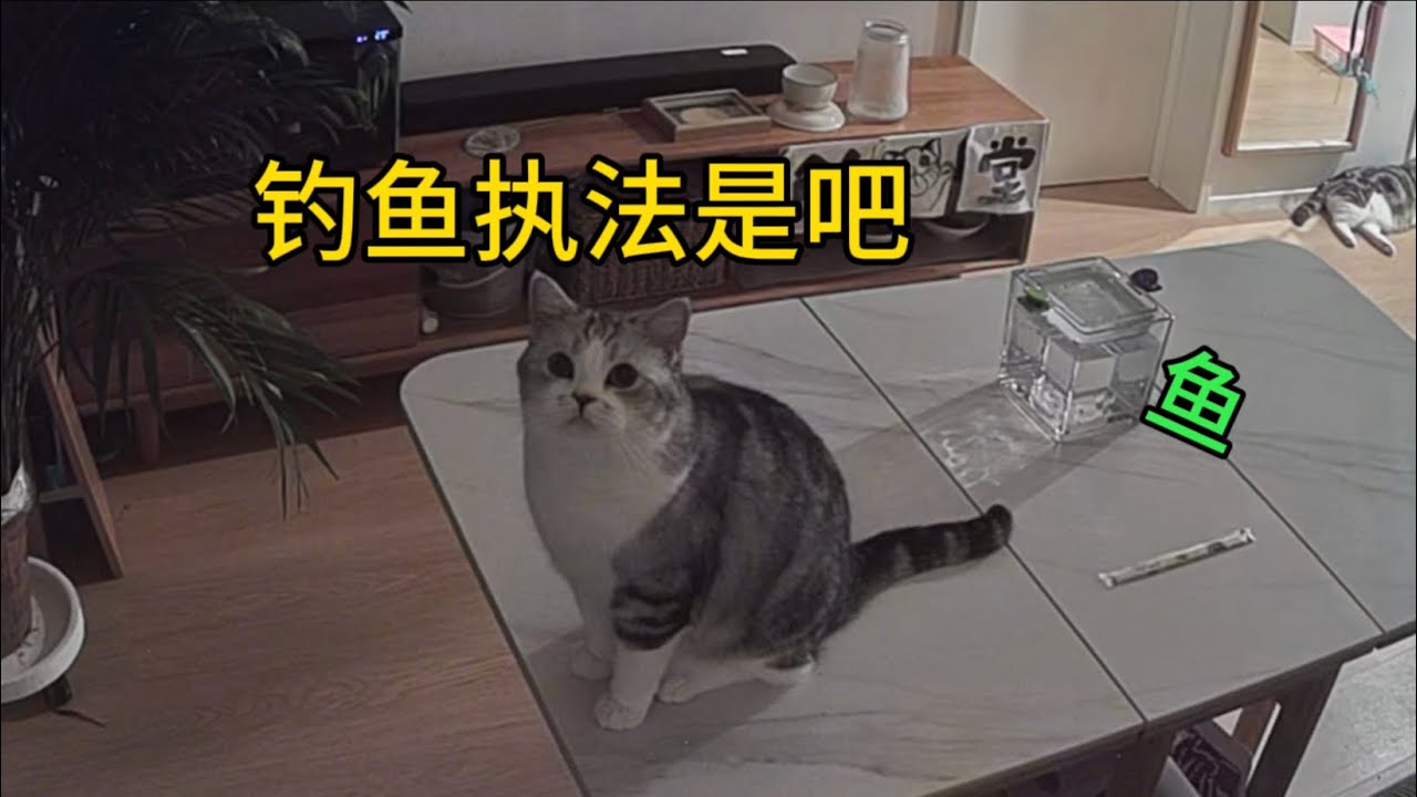 貓真不能騙太多次啊！發現監控後都開始演戲了..