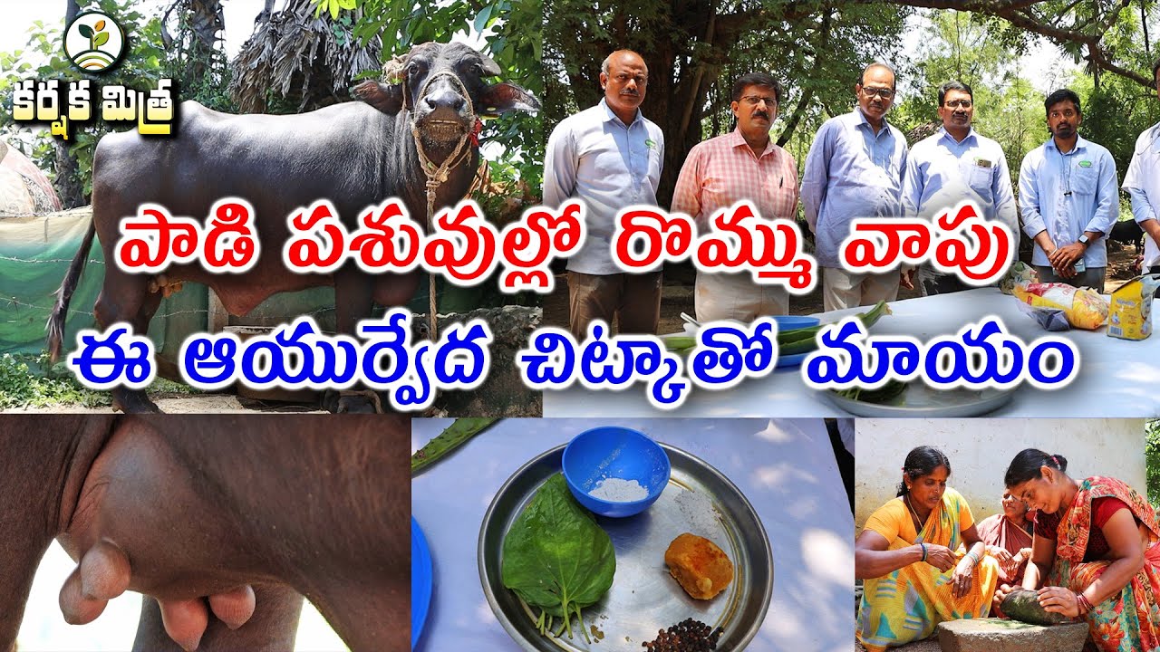గేదెల్లో రొమ్ము వాపుకు ఇంటి వైద్యం|| Ayurvedic Treatment for Thelitis in Buffaloes || Karshaka Mitra