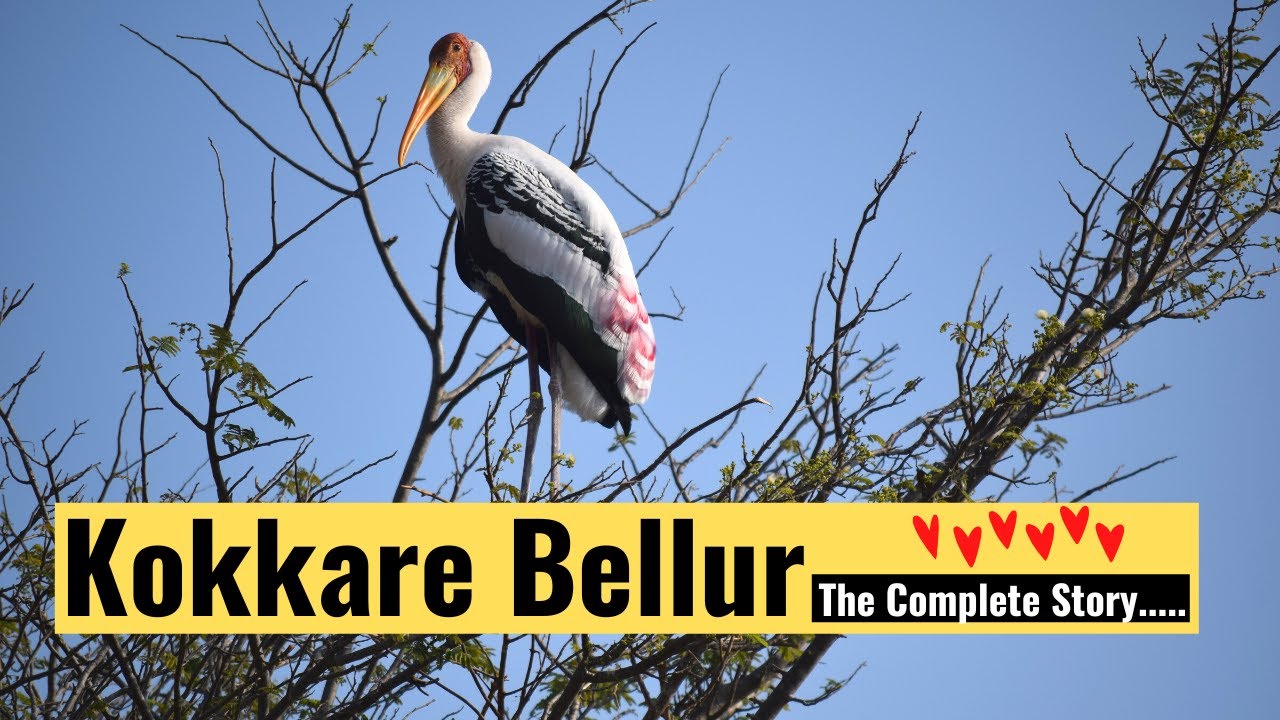 Kokkare Bellur Community Reserve: Beautiful corner of the world where Painted Storks & Pelicans nest