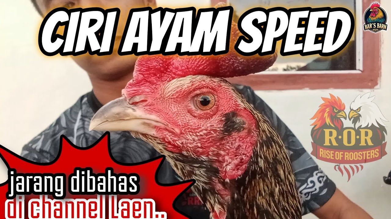 R.O.R : cara mengenal ciri - ciri ayam speed berdasarkan fisiknya