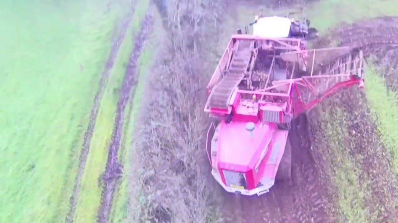 @SteveLeeAgri 14/01/2025. Beet harvesting. Vervaet 617 Beet Eater.