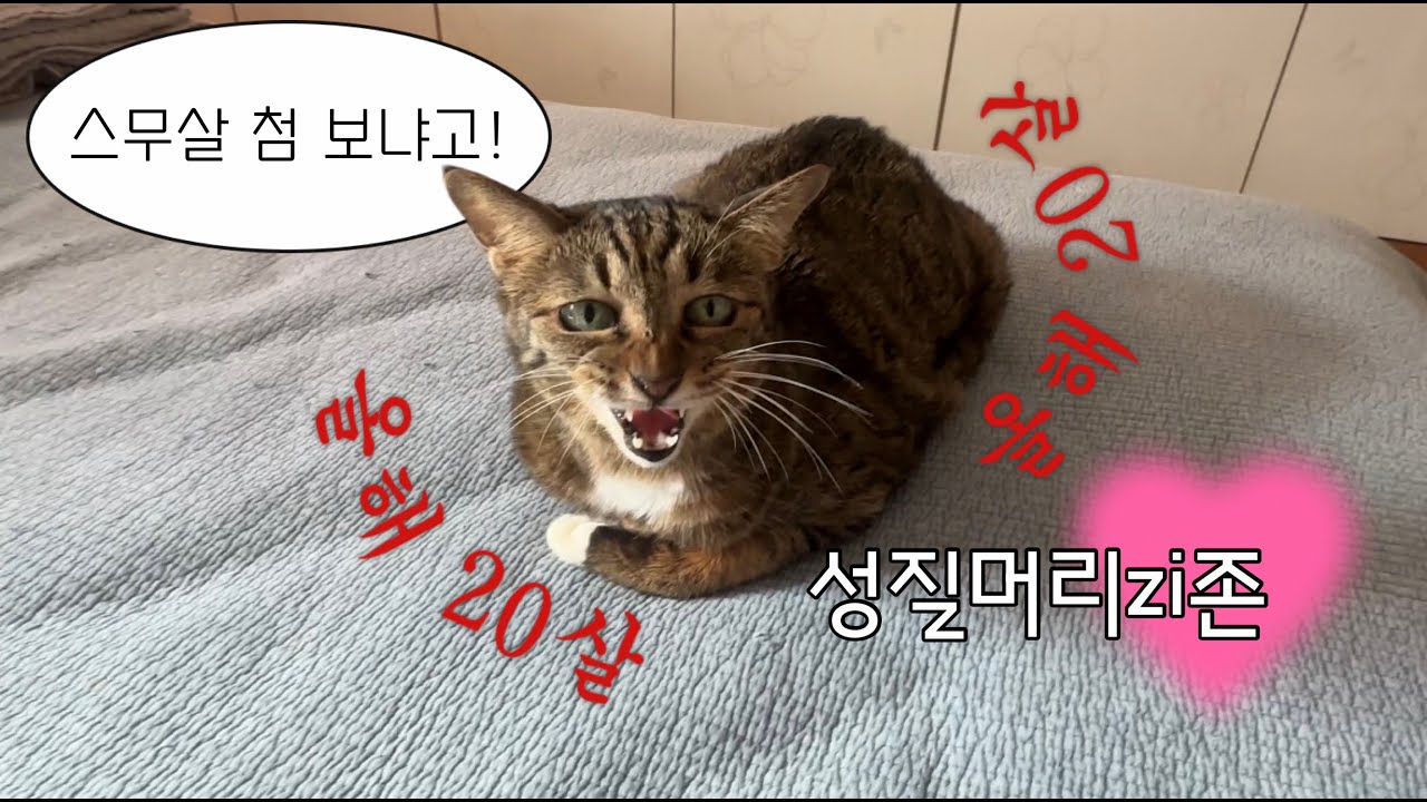 20살 고양이 기 받아가세요. 내눈을 바라봐 넌 장수를하고. (노묘케어 방법! ✨)