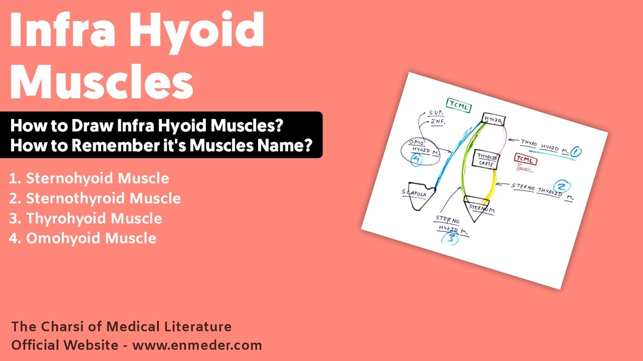 Infra Hyoid Muscles | Thyrohyoid, Sternothyroid, Sternohyoid, and Omohyoid Muscle