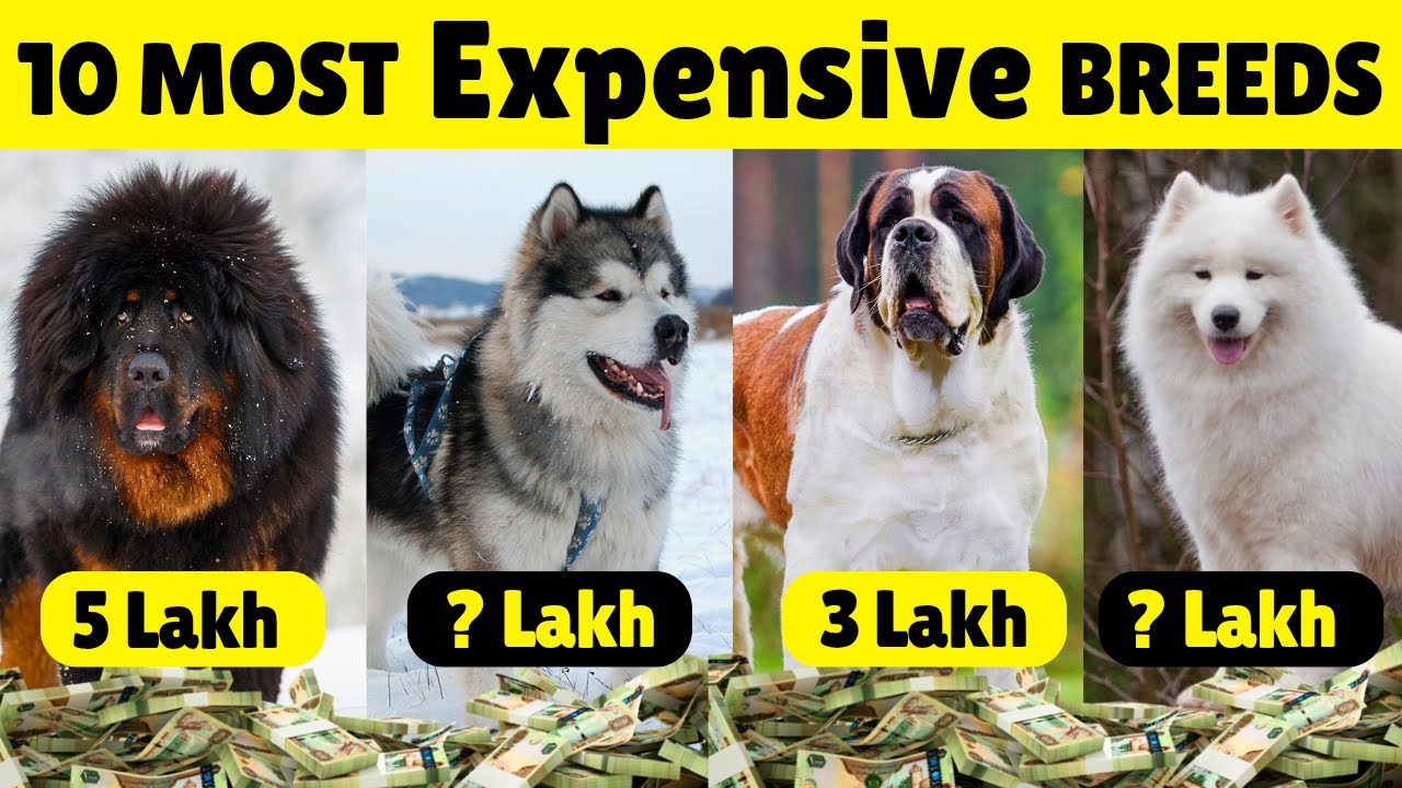 Top 10 Most Expensive Dog Breeds In India | Most Expensive Dog Breeds 🐕