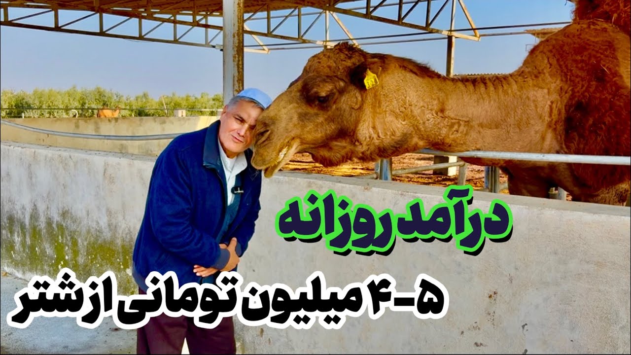 	پرورش شتر با درآمد روزانه ۵ میلیون! واقعیت یا رویا؟