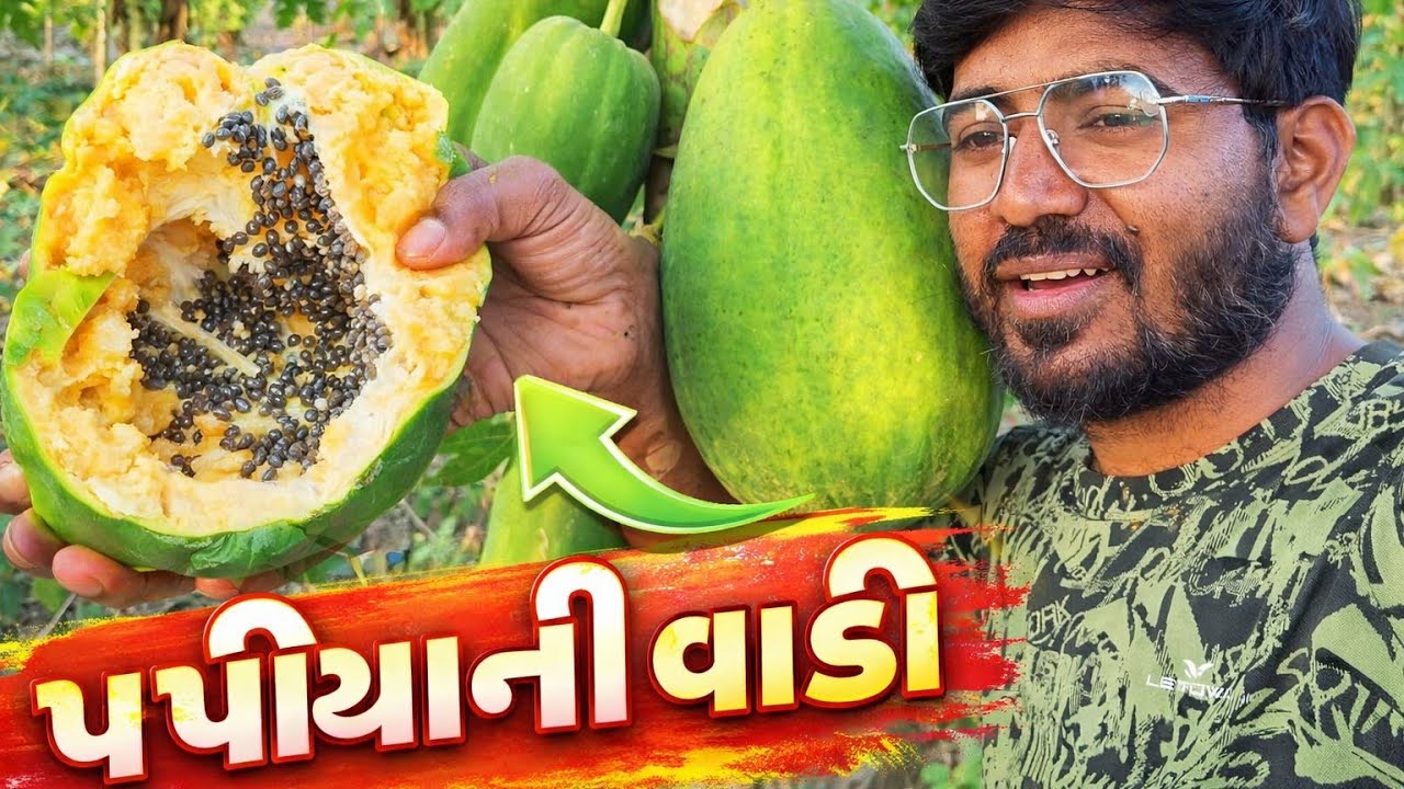 પપૈયાની વાડી | ખૂબ પપૈયા સે અહીંયા તો 