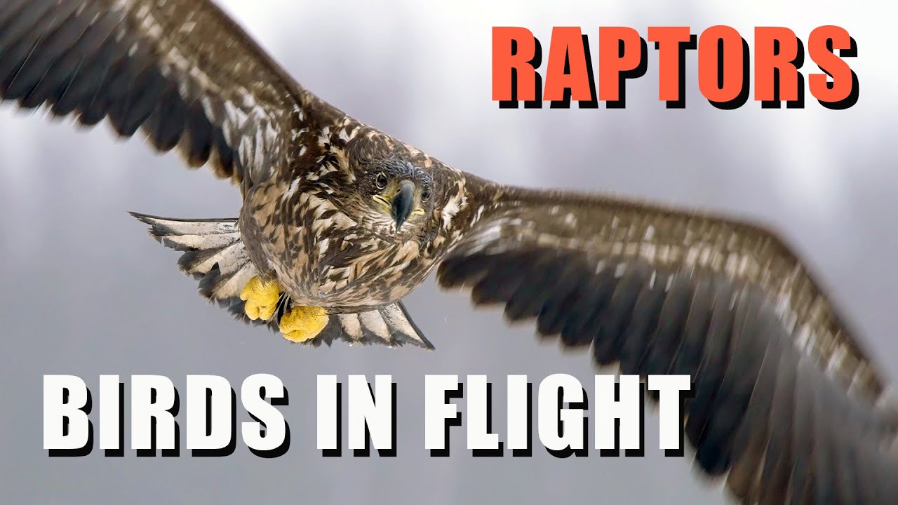 BIRDS IN FLIGHT - Birds of prey