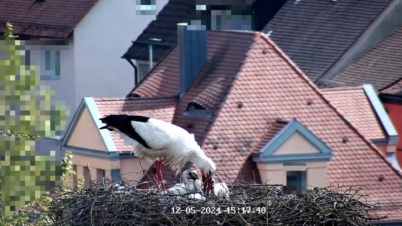 12.05.2024 Fütterungszeit der Störche in Leutershausen