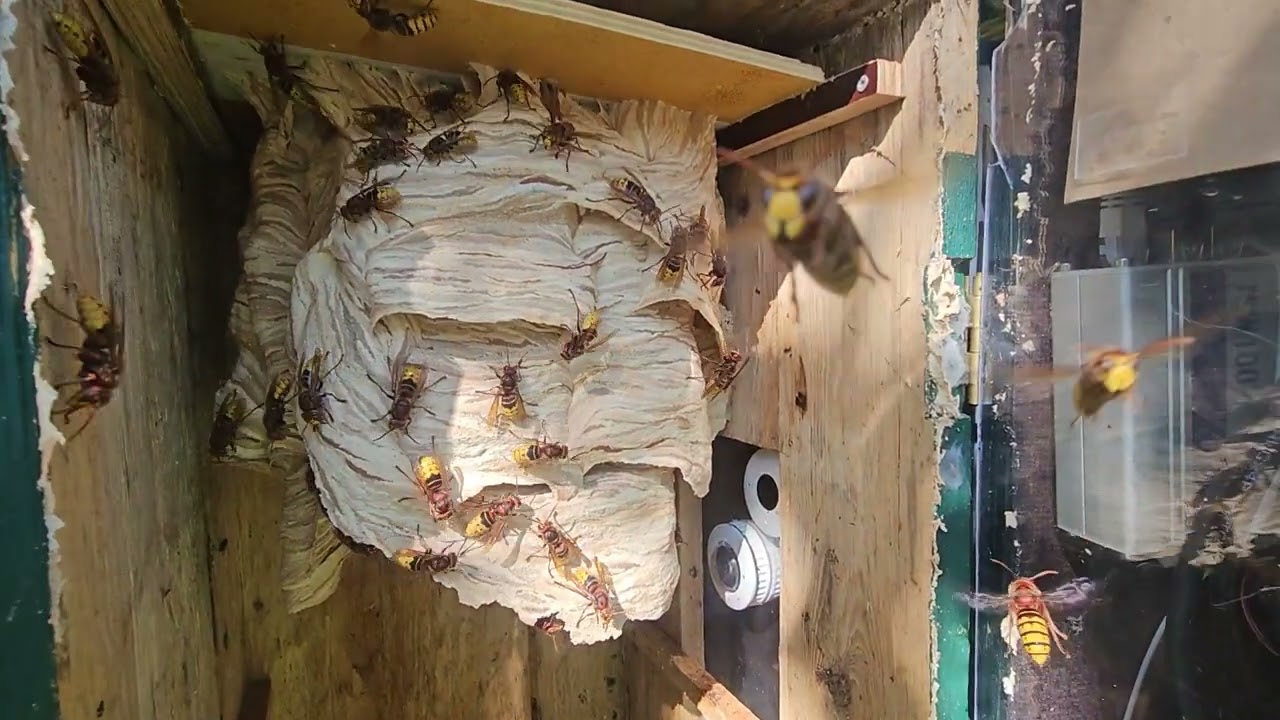 live-hornissen 4. September