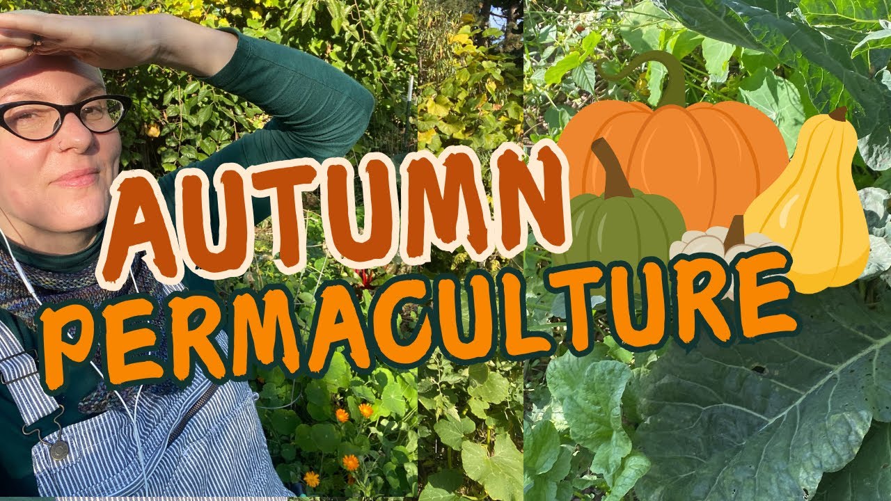 Конец октября в моем пермакультурном саду