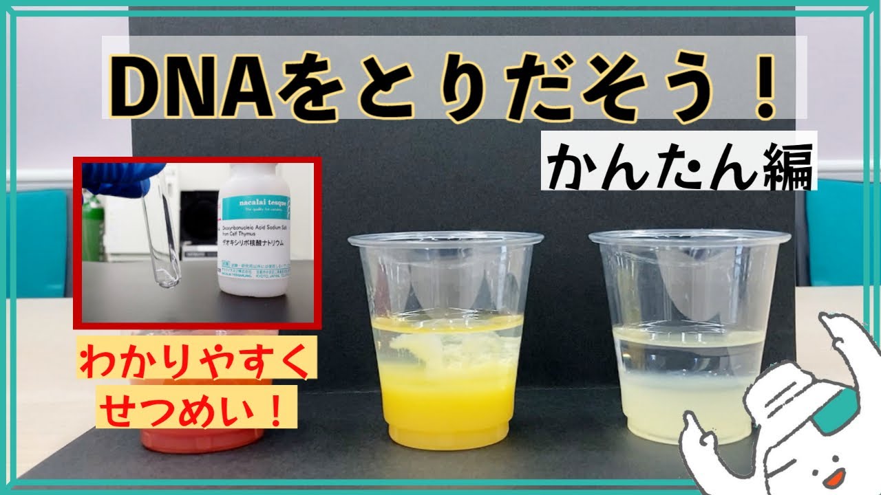 DNAをとりだそう【かんたん へん】