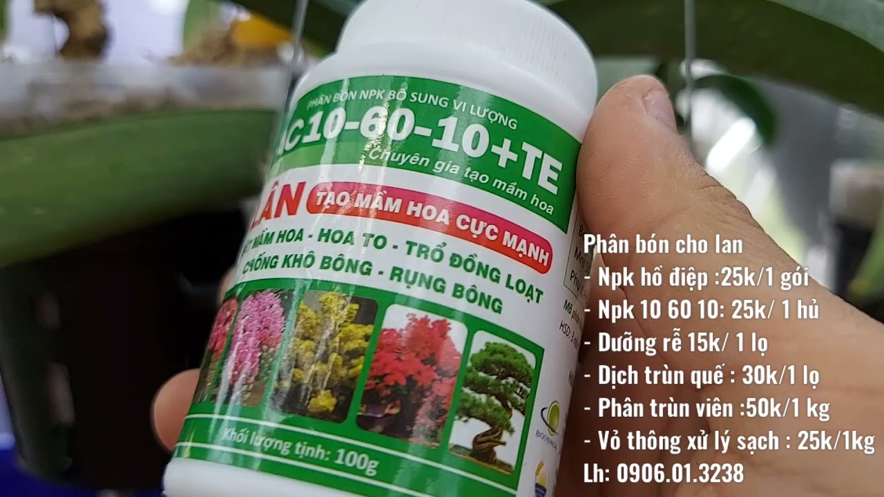 Cách làm đẹp cho lan hồ điệp bị rớt lá chân thân cao không đẹp 10/6/2021 (0906.01.3238)