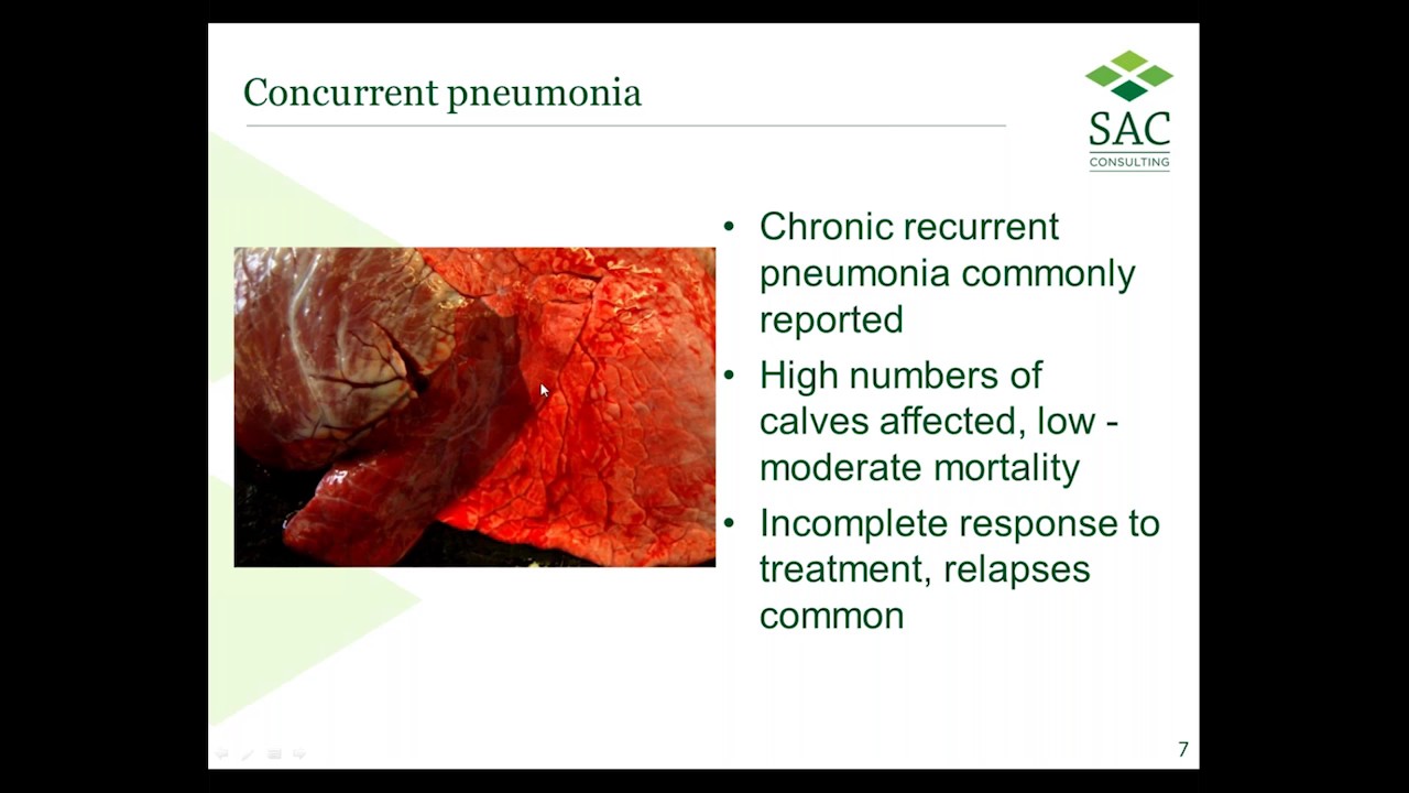 Webinar: Mycoplasma bovis
