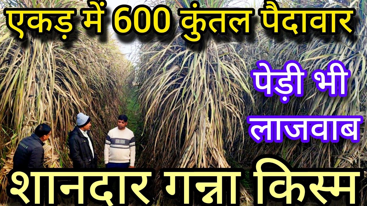  इस गन्ना किस्म से,एकड़ में 600 कुंतल उपज,ट्रेंच विधि बुआई,सरसों सहफसल के साथ#गन्नाखेती#natur#farmer
