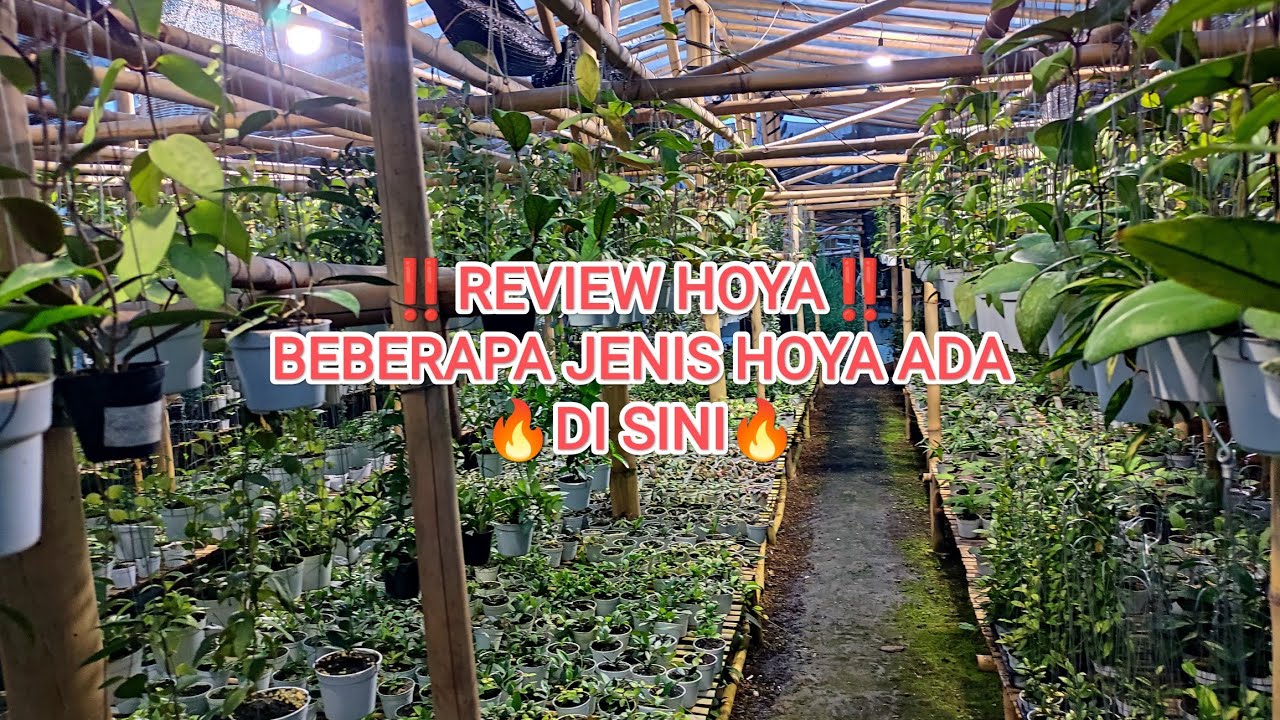‼️REVIEW‼️ TANAMAN HOYA, BEBERAPA TANAMAN HOYA ADA DI SINI 🔥🔥🔥