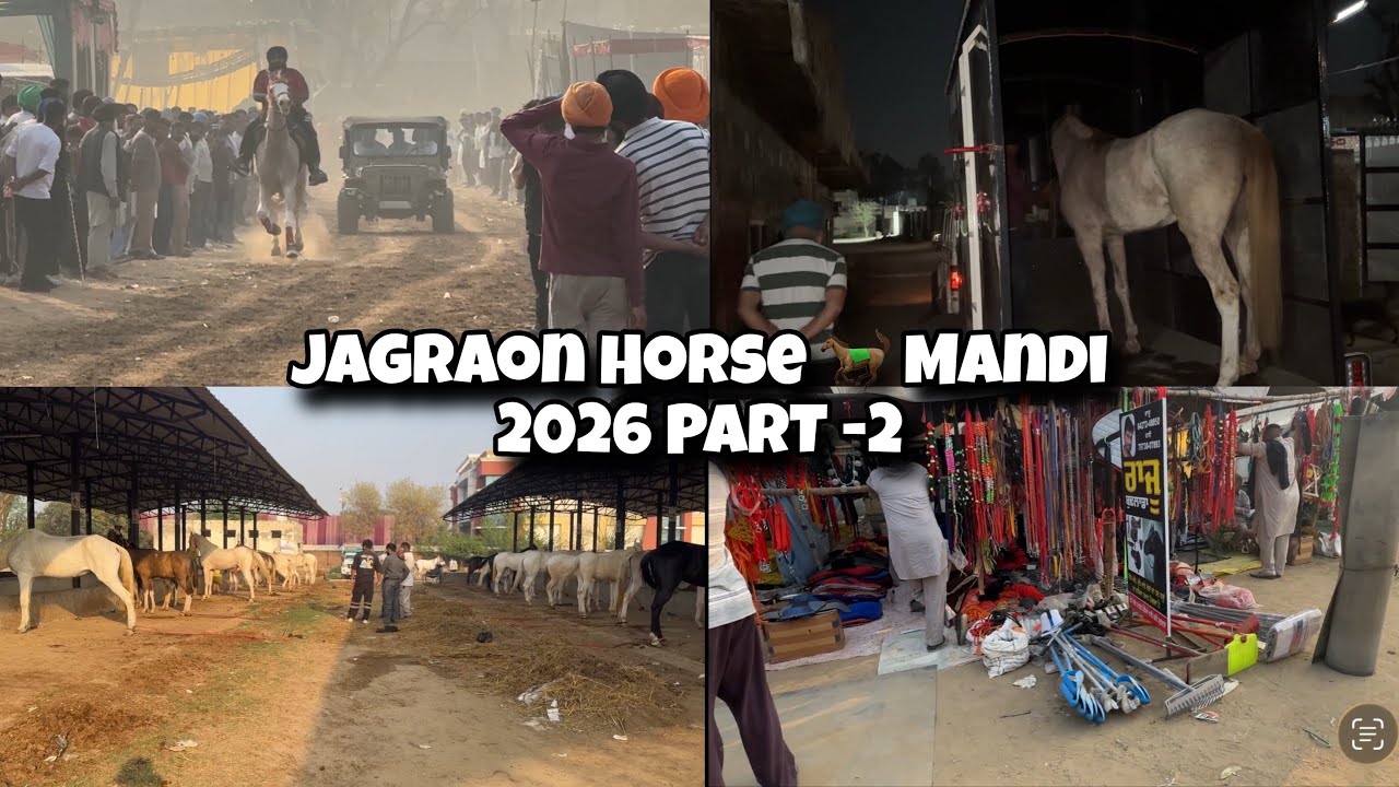 JAGRAON HORSE 🐎 MANDI 2026 PART -2 ❤️ Vlog 