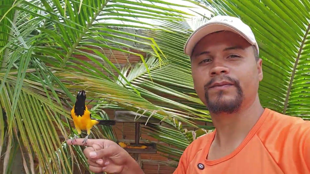 Pássaro Selvagem voando em e sentando no ombro do rapaz 