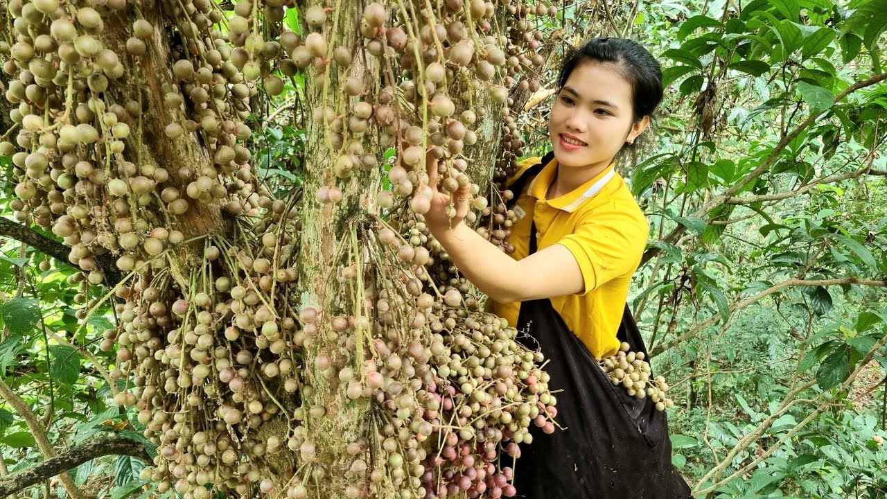 FULL VIDEO: 35 Days of Fruit Harvest Fire ball, Guava, Lychee Bring to the Market for Sale - Farm