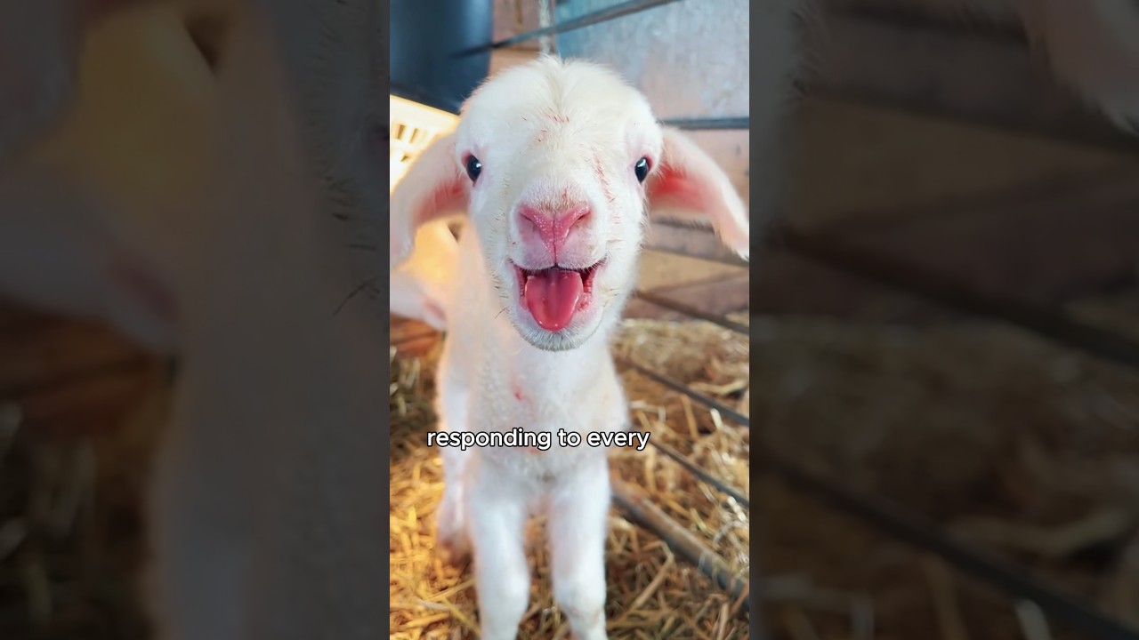 Rescuing the stuck lamb #animals #love #shorts