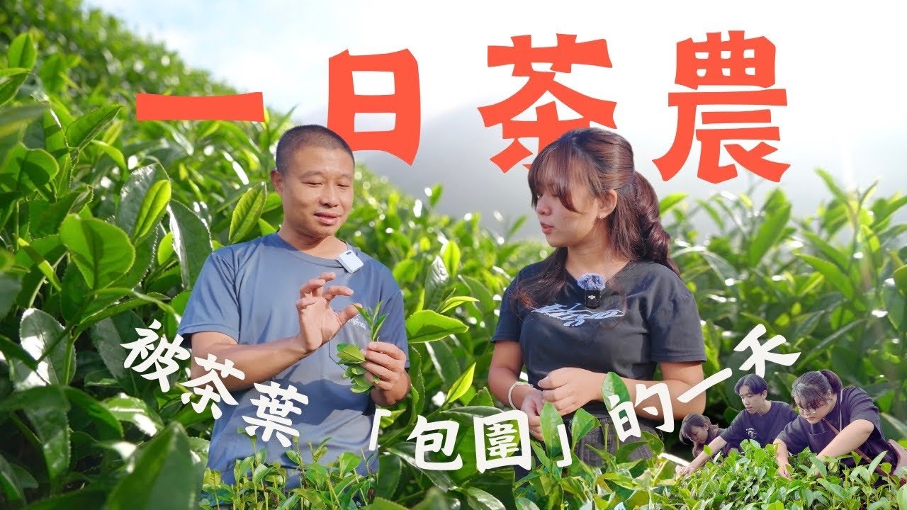 【東島西Ｙ】EP3南投｜一日茶農 走進海拔1300公尺的雲霧國度