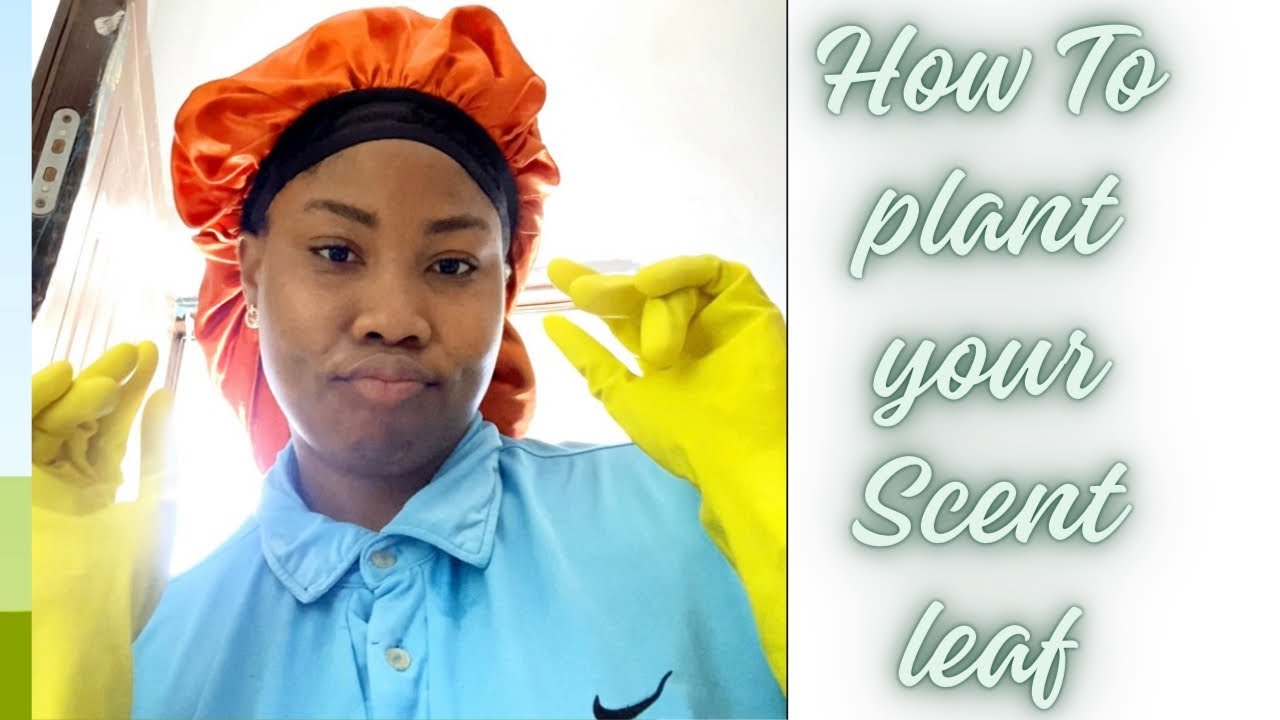 How to plant 🪴your scent leaf #diy #plant#scentleaf#diy dailyvlog#homemade#viralvideo