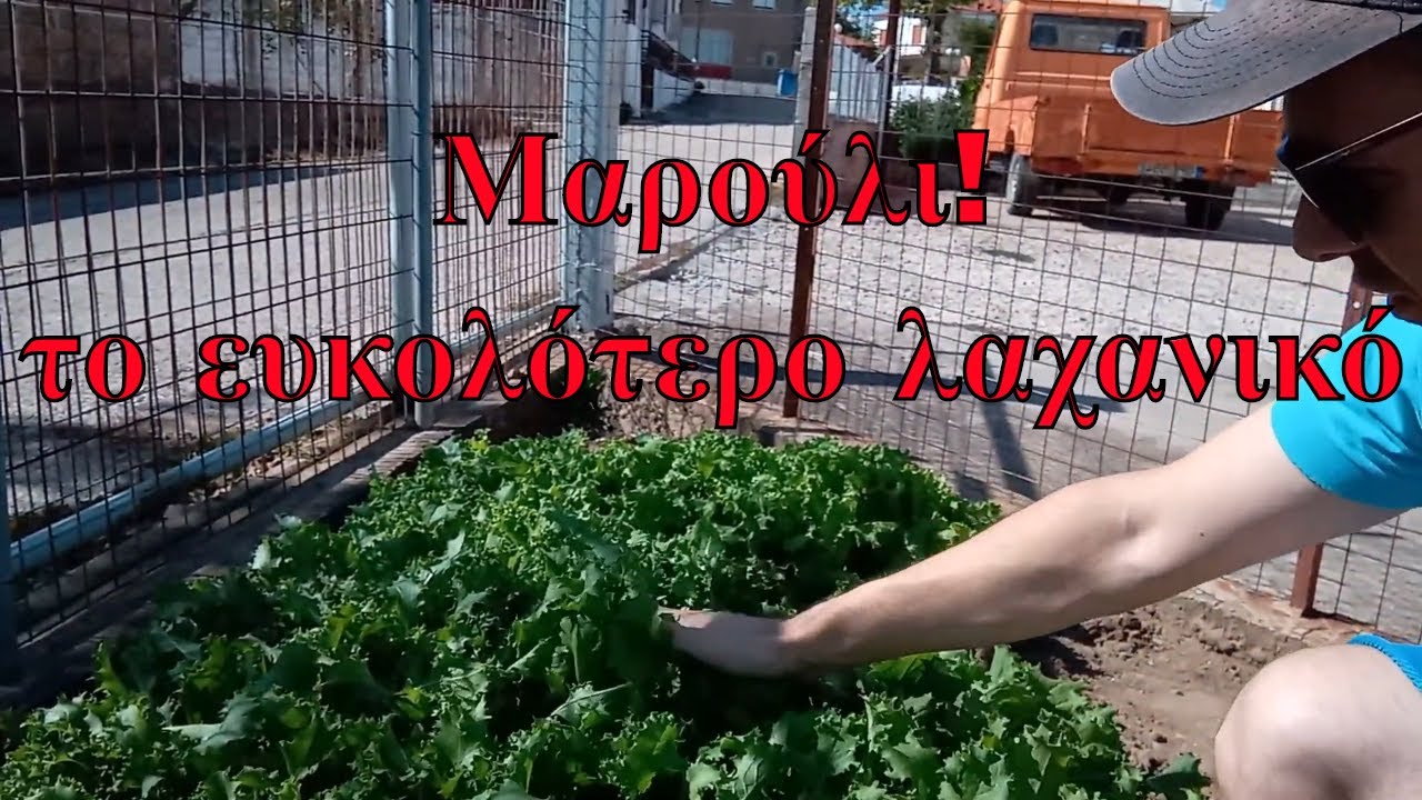 Μαρούλι το ευκολότερο λαχανικό