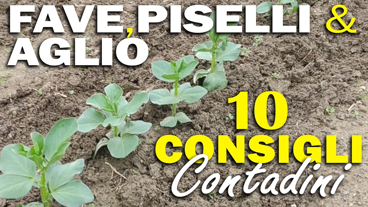 FAVE, PISELLI e AGLIO | 10 CONSIGLI CONTADINI