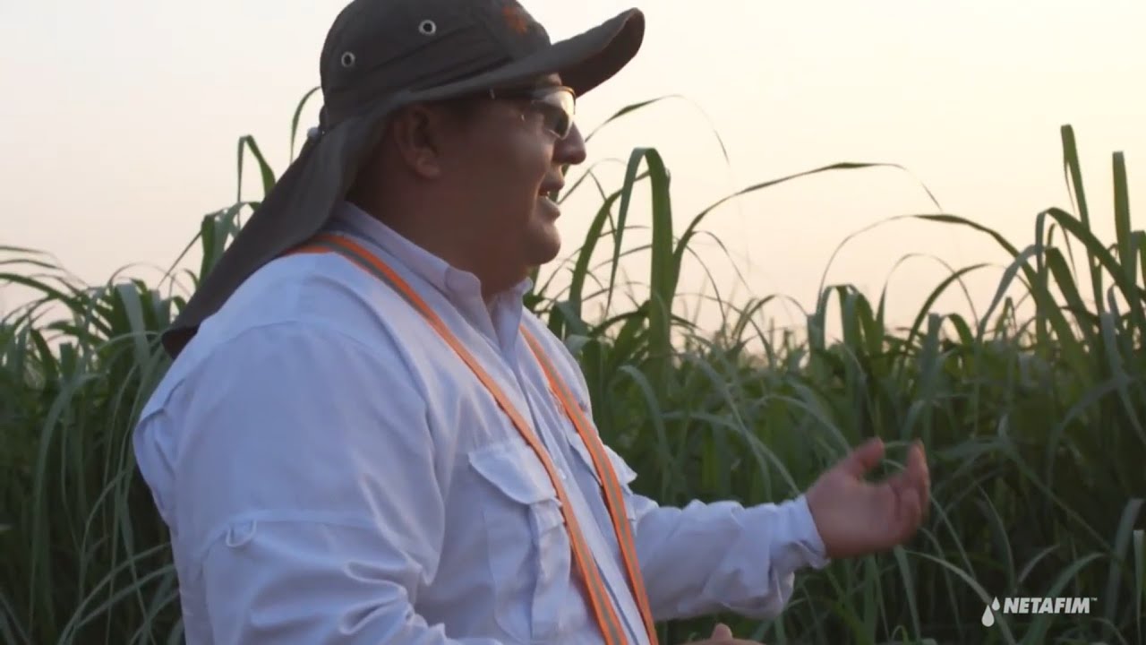Sugarcane Guatemala: 52% yield increase I Netafim