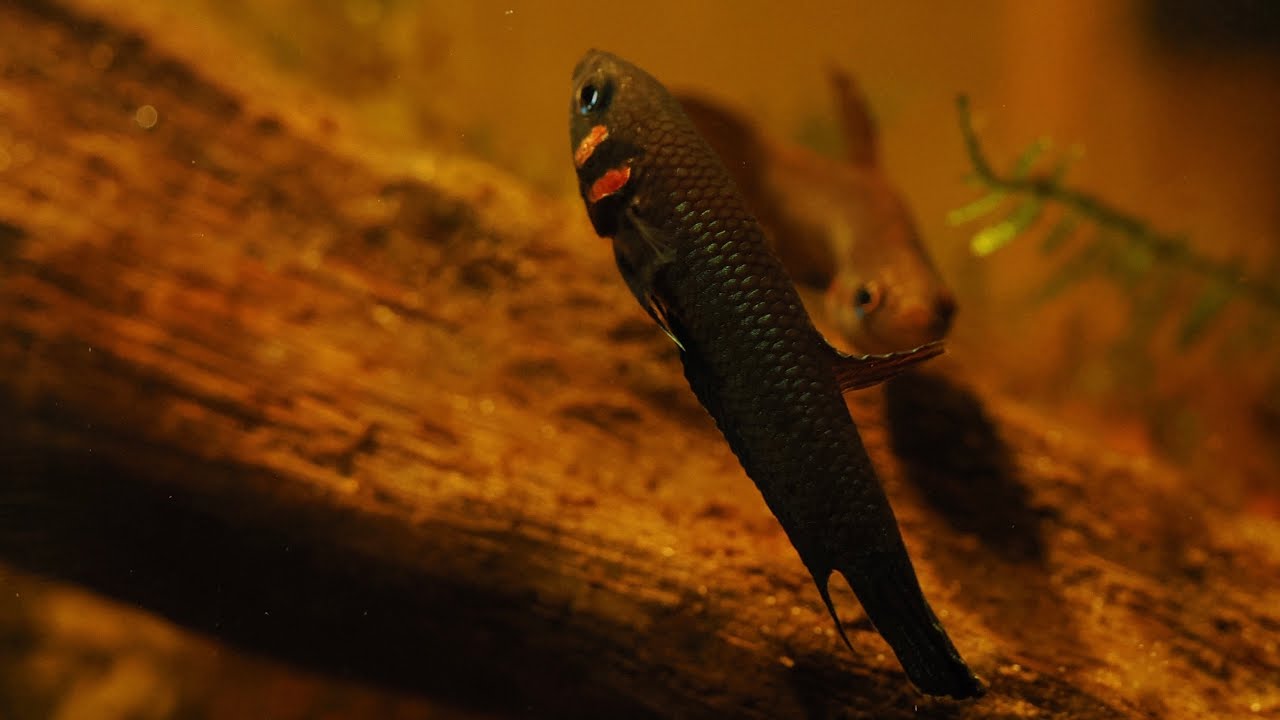 Breeding ritual of wild betta mandor couple