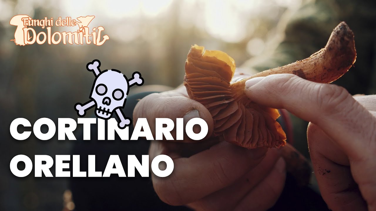 Funghi delle Dolomiti 🍄 | E3: Cortinario orellano (MORTALE)