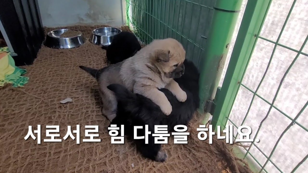 꼬마강아지들 하는 행동이 너무 귀엽고 예뻐요. 