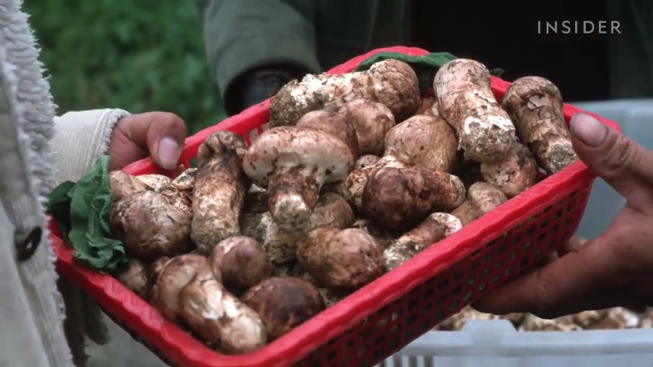 Matsutake mushroom harvest is declining in Japan