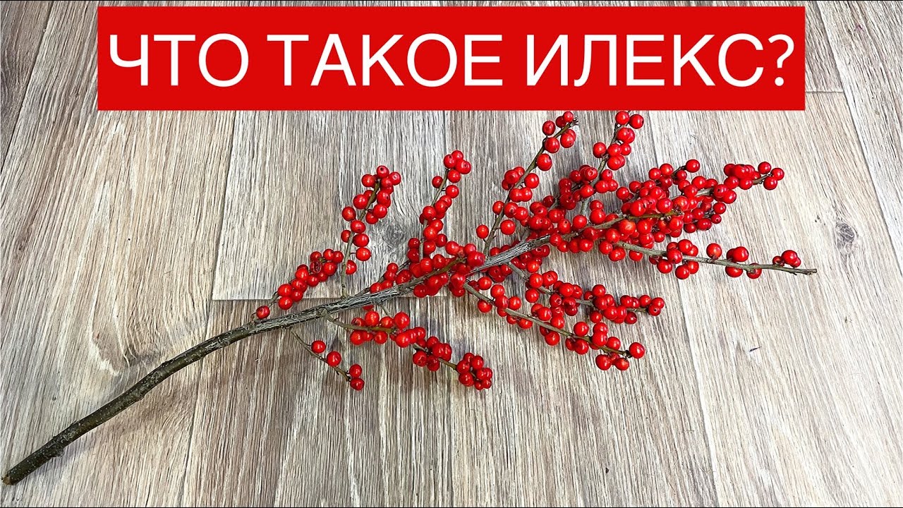 ИЛЕКС.Натуральный илекс.Искусственный илекс. Как сделать илекс своими руками.Падуб.Ilex aquifolium.