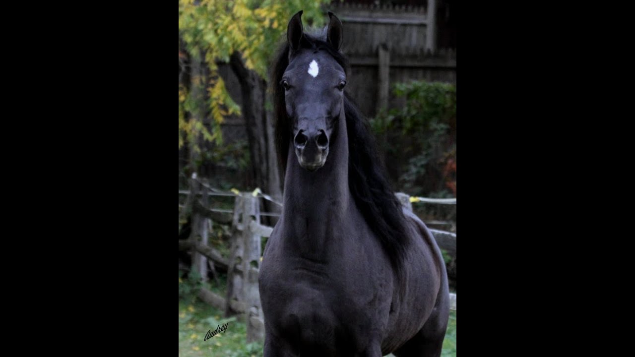 Straight Egyptian Black Arabian HU SHAISHEEDA at Hughes Arabians, USA.