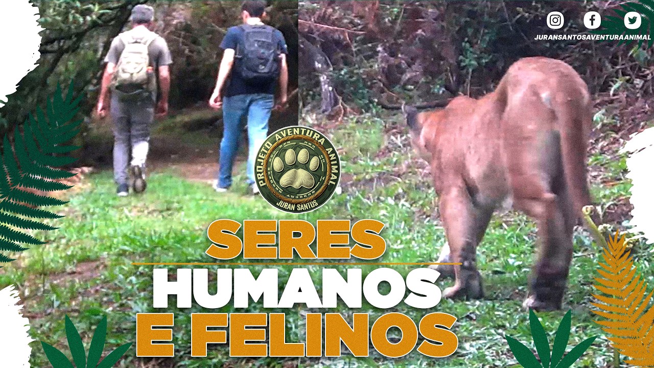 SERES #HUMANOS E #FELINOS - PARQUE ESTADUAL DOS TR&Ecirc;S PICOS - RJ