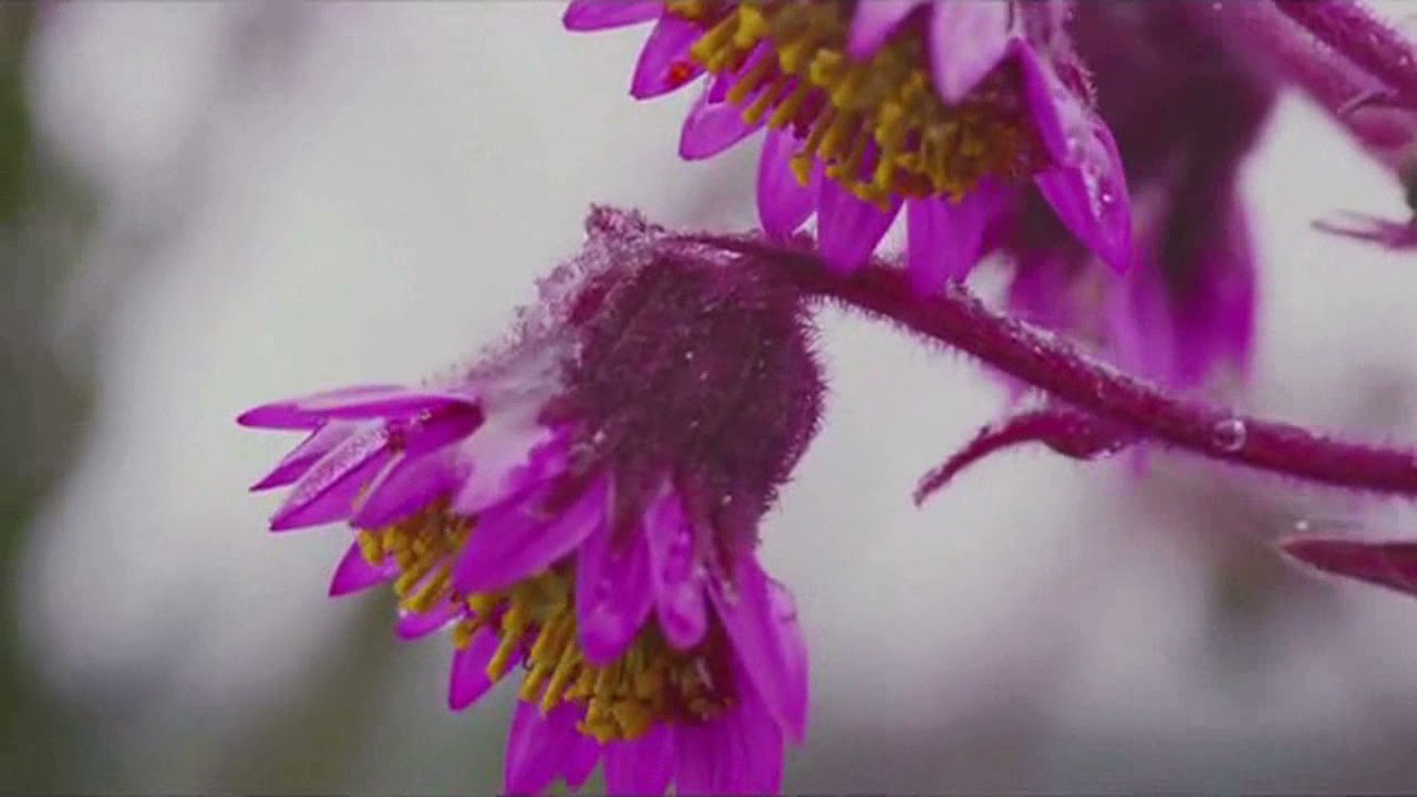 Musica de Hugo Blanco ♪ Agua Fresca ♪ Domingo por la Mañana