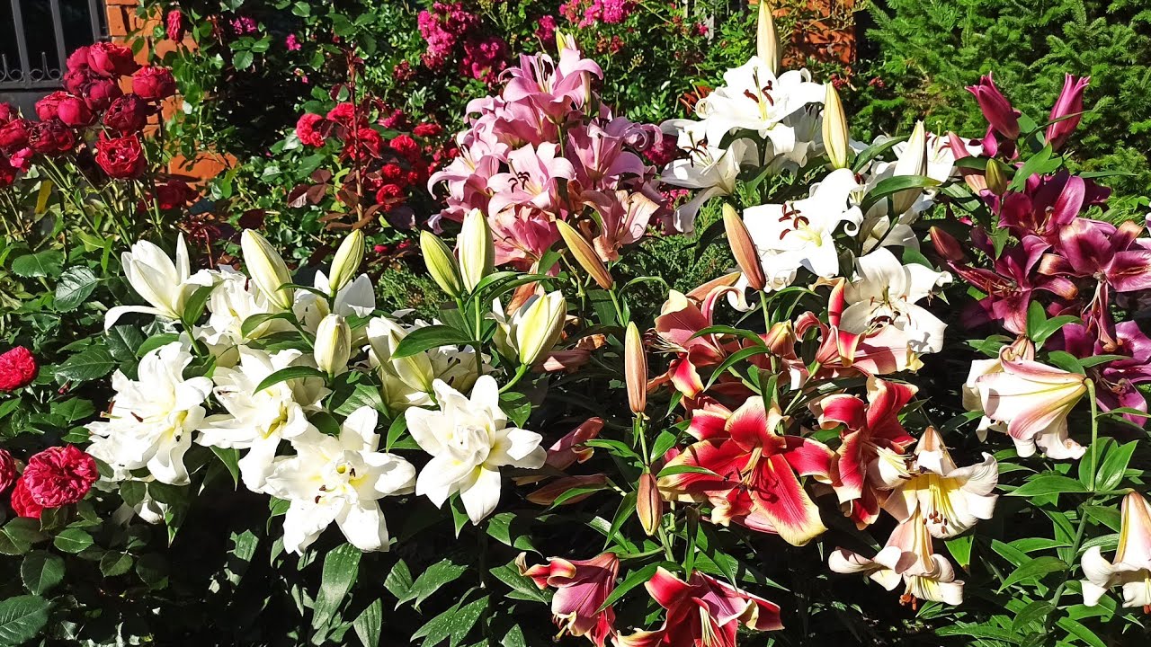 Лилии ОТ-гибриды. Когда лучше покупать, как цветение зависит от разбора луковиц.